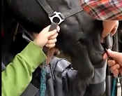 pferd